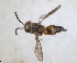  ( - ZMA.INS.5139863)  @11 [ ] by-nc-sa (2024) Unspecified Naturalis Biodiversity Centre