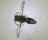  ( - ZMA.INS.5139869)  @11 [ ] by-nc-sa (2024) Unspecified Naturalis Biodiversity Centre