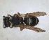  ( - ZMA.INS.5139871)  @11 [ ] by-nc-sa (2024) Unspecified Naturalis Biodiversity Centre