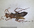  ( - ZMA.INS.5139882)  @11 [ ] by-nc-sa (2024) Unspecified Naturalis Biodiversity Center