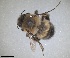  (Anthophora affinis - ZMA.INS.5142850)  @11 [ ] by-nc-sa (2024) Unspecified Naturalis Biodiversity Centre
