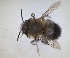  ( - ZMA.INS.5142853)  @11 [ ] by-nc-sa (2024) Unspecified Naturalis Biodiversity Centre