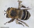  ( - ZMA.INS.5143411)  @11 [ ] by-nc-sa (2024) Unspecified Naturalis Biodiversity Centre