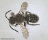  ( - ZMA.INS.5144567)  @11 [ ] by-nc-sa (2024) Unspecified Naturalis Biodiversity Centre