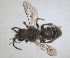  ( - ZMA.INS.5144568)  @11 [ ] by-nc-sa (2024) Unspecified Naturalis Biodiversity Centre