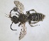  ( - ZMA.INS.5144569)  @11 [ ] by-nc-sa (2024) Unspecified Naturalis Biodiversity Centre