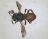 ( - ZMA.INS.5144948)  @11 [ ] by-nc-sa (2024) Unspecified Naturalis Biodiversity Centre