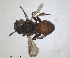  ( - ZMA.INS.5144949)  @11 [ ] by-nc-sa (2024) Unspecified Naturalis Biodiversity Centre