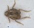  (Cyphopterum graciosae - ZMA.INS.5145138)  @11 [ ] by-nc-sa (2024) Unspecified Naturalis Biodiversity Centre