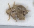  (Cyphopterum psammophilum - ZMA.INS.5145139)  @11 [ ] by-nc-sa (2024) Unspecified Naturalis Biodiversity Centre