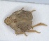  (Cyphopterum salinum - ZMA.INS.5145140)  @11 [ ] by-nc-sa (2024) Unspecified Naturalis Biodiversity Centre