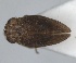  (Latilica - ZMA.INS.5145144)  @11 [ ] by-nc-sa (2024) Unspecified Naturalis Biodiversity Centre
