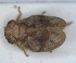  ( - ZMA.INS.5145145)  @11 [ ] by-nc-sa (2024) Unspecified Naturalis Biodiversity Centre