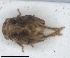  (Clybeccus - ZMA.INS.5145146)  @11 [ ] by-nc-sa (2024) Unspecified Naturalis Biodiversity Centre