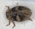  (Hysteropterum alicantium - ZMA.INS.5145147)  @11 [ ] by-nc-sa (2024) Unspecified Naturalis Biodiversity Centre