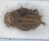  ( - ZMA.INS.5145149)  @11 [ ] by-nc-sa (2024) Unspecified Naturalis Biodiversity Centre