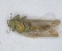  (Colposcenia viridis - ZMA.INS.5145152)  @11 [ ] by-nc-sa (2024) Unspecified Naturalis Biodiversity Centre