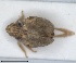  (Cyphopterum eremicum - ZMA.INS.5145163)  @11 [ ] by-nc-sa (2024) Unspecified Naturalis Biodiversity Centre