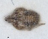  (Cyphopterum gomerense - ZMA.INS.5145164)  @11 [ ] by-nc-sa (2024) Unspecified Naturalis Biodiversity Centre