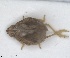  (Cyphopterum odontospermi - ZMA.INS.5145165)  @11 [ ] by-nc-sa (2024) Unspecified Naturalis Biodiversity Centre