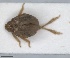  (Cyphopterum palmense - ZMA.INS.5145166)  @11 [ ] by-nc-sa (2024) Unspecified Naturalis Biodiversity Centre