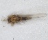  ( - ZMA.INS.5145171)  @11 [ ] by-nc-sa (2024) Unspecified Naturalis Biodiversity Centre