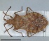  (Haploprocta incognita - ZMA.INS.5145179)  @11 [ ] by-nc-sa (2024) Unspecified Naturalis Biodiversity Centre