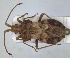  ( - ZMA.INS.5145180)  @11 [ ] by-nc-sa (2024) Unspecified Naturalis Biodiversity Centre