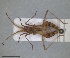  (Cercinthus - ZMA.INS.5145181)  @11 [ ] by-nc-sa (2024) Unspecified Naturalis Biodiversity Centre