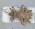  (Phyllomorpha lacerata - ZMA.INS.5145182)  @11 [ ] by-nc-sa (2024) Unspecified Naturalis Biodiversity Centre