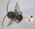  ( - ZMA.INS.5187538)  @11 [ ] by-nc-sa (2024) Unspecified Naturalis Biodiversity Centre