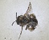  ( - ZMA.INS.5187539)  @11 [ ] by-nc-sa (2024) Unspecified Naturalis Biodiversity Centre