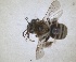  (Tetraloniella scabiosae - ZMA.INS.5187540)  @11 [ ] by-nc-sa (2024) Unspecified Naturalis Biodiversity Centre