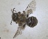  ( - ZMA.INS.5187541)  @11 [ ] by-nc-sa (2024) Unspecified Naturalis Biodiversity Centre