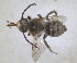  ( - ZMA.INS.5187542)  @11 [ ] by-nc-sa (2024) Unspecified Naturalis Biodiversity Centre