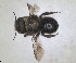  ( - ZMA.INS.5187543)  @11 [ ] by-nc-sa (2024) Unspecified Naturalis Biodiversity Centre