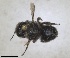  ( - ZMA.INS.5187544)  @11 [ ] by-nc-sa (2024) Unspecified Naturalis Biodiversity Centre