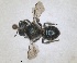  (Osmia amathusica - ZMA.INS.5187549)  @11 [ ] by-nc-sa (2024) Unspecified Naturalis Biodiversity Centre