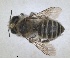  ( - ZMA.INS.5187754)  @11 [ ] by-nc-sa (2024) Unspecified Naturalis Biodiversity Centre