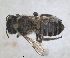  ( - ZMA.INS.5187764)  @11 [ ] by-nc-sa (2024) Unspecified Naturalis Biodiversity Centre