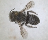  ( - ZMA.INS.5187765)  @11 [ ] by-nc-sa (2024) Unspecified Naturalis Biodiversity Centre