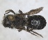  ( - ZMA.INS.5187767)  @11 [ ] by-nc-sa (2024) Unspecified Naturalis Biodiversity Centre