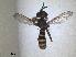  ( - ZMA.INS.868376)  @11 [ ] by-nc-sa (2023) Unspecified Naturalis Biodiversity Centre