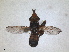  (Myopa variegata - ZMA.INS.871258)  @11 [ ] by-nc-sa (2024) Unspecified Naturalis Biodiversity Centre