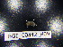  (Trachysphaera shmidtii - BGE_00442_H09)  @11 [ ] CreativeCommons Attribution NonCommercial ShareAlike (2021) (2021) University of Lodz University of Lodz