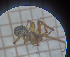  (Parasteatoda simulans - BGE_00457_H01)  @11 [ ] CreativeCommons Attribution NonCommercial ShareAlike (2021) (2025) University of Lodz University of Lodz