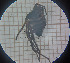  ( - BGE_00461_F11)  @11 [ ] CreativeCommons Attribution NonCommercial ShareAlike (2021) (2025) University of Lodz University of Lodz