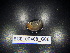  (Armadillidium flavoscutatum - BGE_00468_G06)  @11 [ ] CreativeCommons Attribution NonCommercial ShareAlike (2021) (2021) University of Lodz University of Lodz