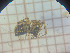  (Neriene sp - BGE_00810_E03)  @11 [ ] CreativeCommons Attribution NonCommercial ShareAlike (2021) (2025) University of Lodz University of Lodz