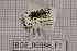  (Cheilosia ruffipes - BGE_00386_F01)  @11 [ ] CreativeCommons - Attribution Non-Commercial Share-Alike (2025) KZBiH, University of Lodz Department of Invertebrate Zoology and Hydrobiology, University of Lodz